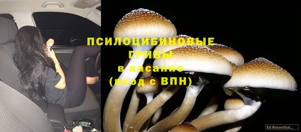 прущие грибы Богданович